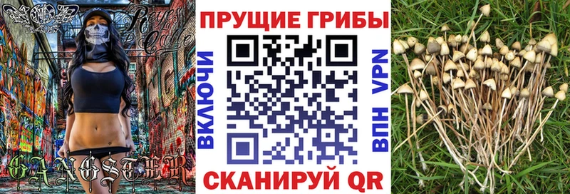дарнет шоп  Мензелинск  блэк спрут   Галлюциногенные грибы MAGIC MUSHROOMS 